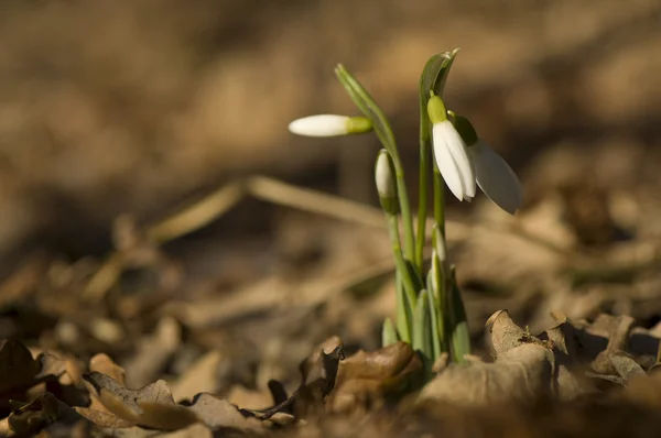 Schneeglöckchen - galanthus nivalis — Stockfoto