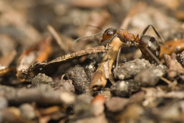 Mrówka - formica — Zdjęcie stockowe
