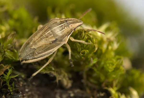 Aelia acuminata - scarabée — Photo
