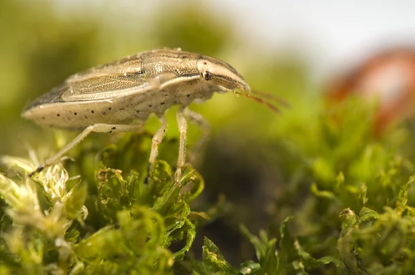 Aelia acuminata - beetle — Stockfoto