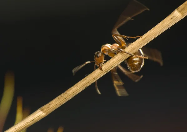 stock image Ant - Formica