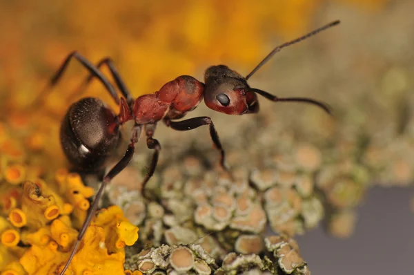 Ant - Formica — Stockfoto