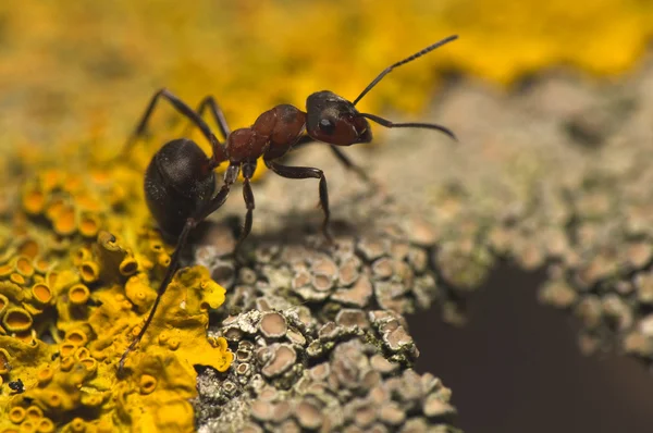Ant - Formica — Stock Photo, Image