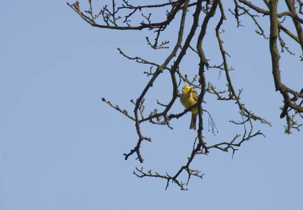 Kuş - emberiza citrinella — Stok fotoğraf