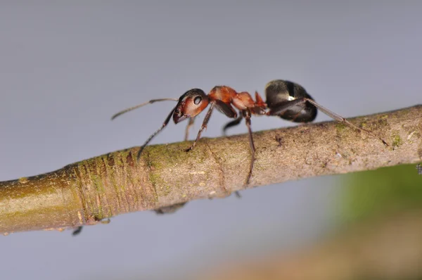 Karınca - Formica — Stok fotoğraf