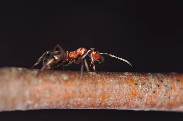 Mravenec - formica — Stock fotografie