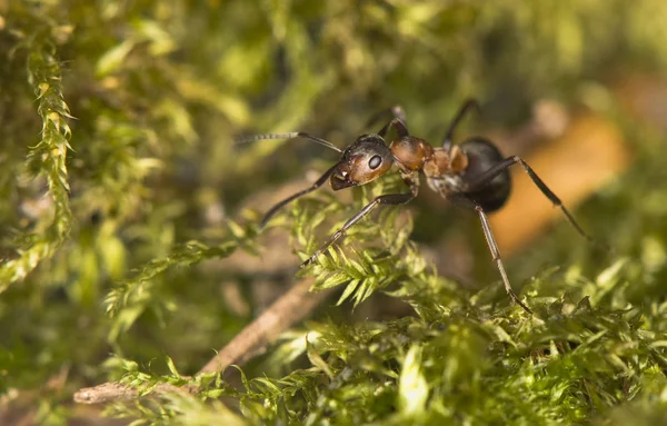 Karınca - Formica — Stok fotoğraf