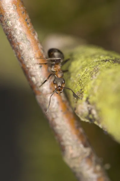개미-Formica — 스톡 사진