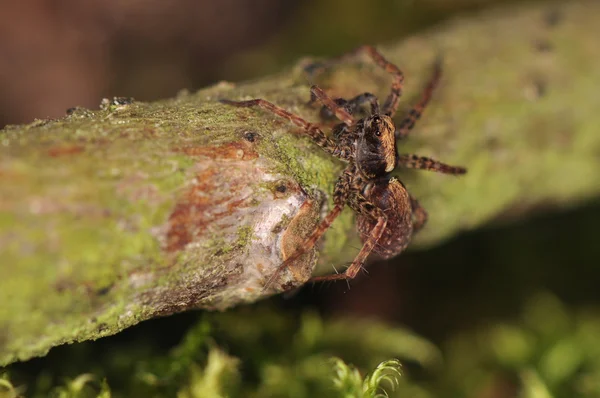 Araignée - Pardosa — Photo