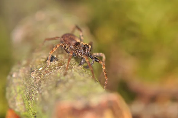 Spider - Pardosa — Stock Photo, Image