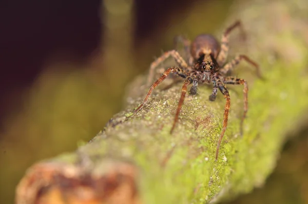 Spider - Pardosa — Stockfoto