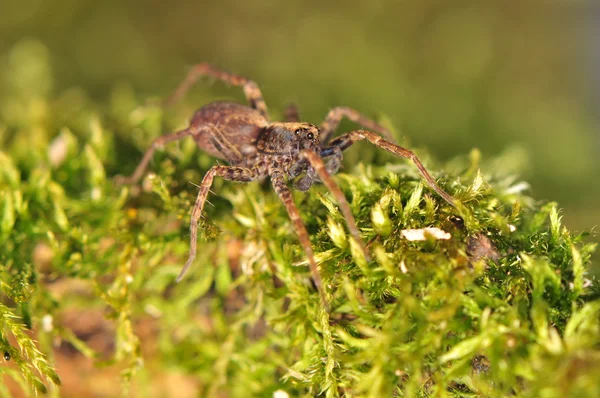 Spinne - Pardosa — Stockfoto