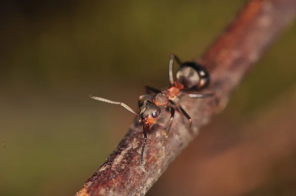蚂蚁-福米卡 — 图库照片