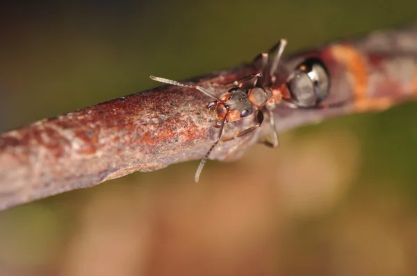 Mrówka - formica — Zdjęcie stockowe