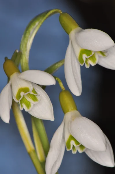 Gota de neve - Galanthus nivalis — Fotografia de Stock