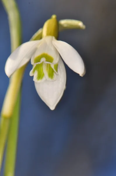 Hóvirág - Galanthus nivalis — Stock Fotó