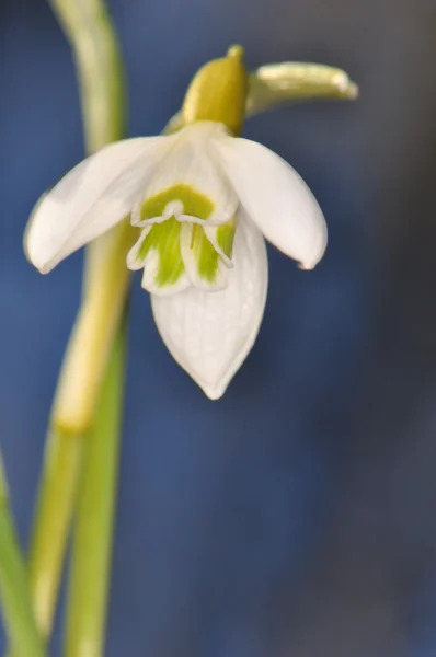 Подснежник - Galanthus nivalis — стоковое фото