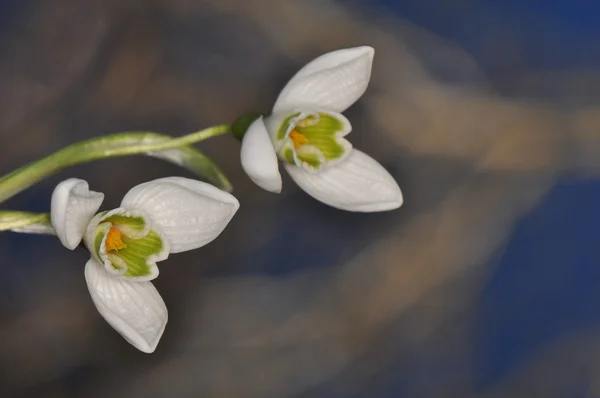 Caída de nieve - Galanthus nivalis — Foto de Stock