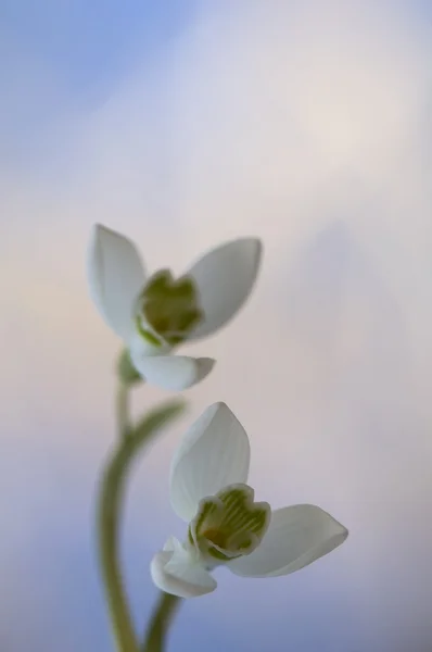 Snowdrop - Galanthus nivalis — kuvapankkivalokuva