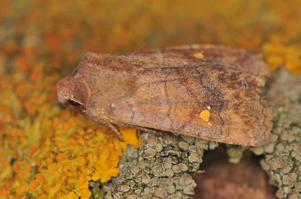 Moth - Eupsilia transversa — Stock Photo, Image