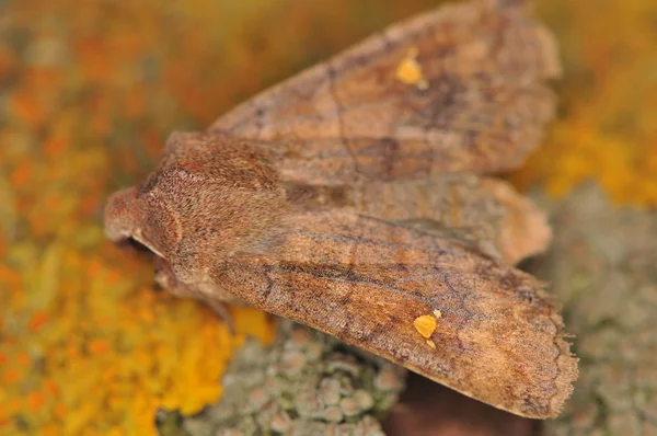 Moth - Eupsilia transversa — Stockfoto