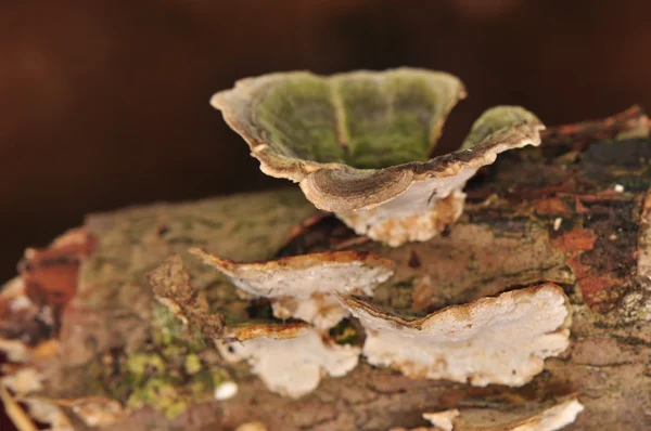 Stereum hirsutum - mushroom — Stock Photo, Image