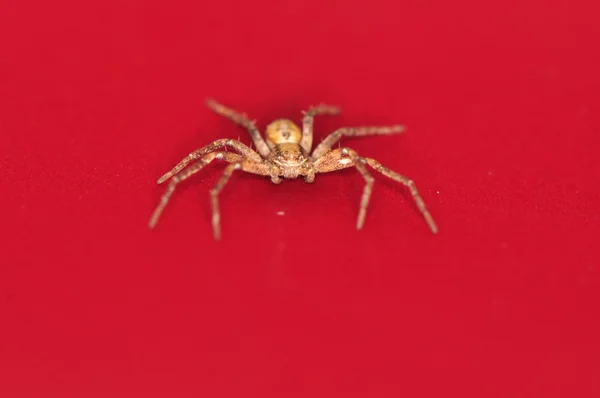 Mały pająk — Zdjęcie stockowe