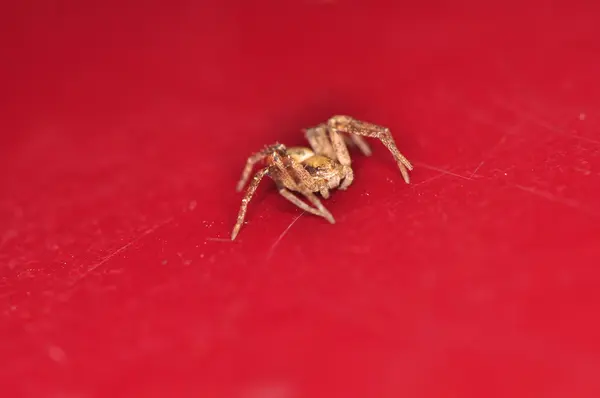 Malý pavouk — Stock fotografie