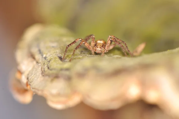 Малый паук — стоковое фото