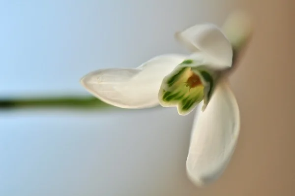 Hóvirág - Galanthus nivalis — Stock Fotó