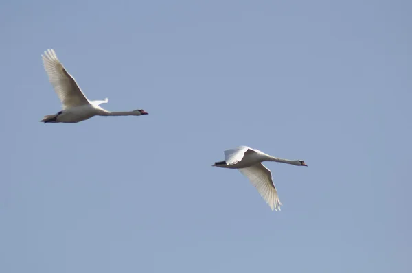 Swan - Cygnus olor — Stock Photo, Image