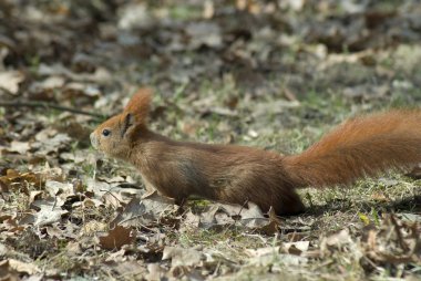 Sciurus sincap