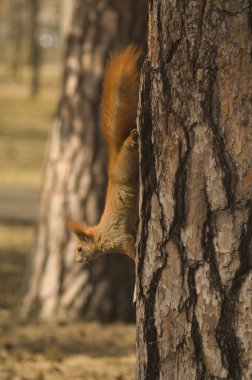 Sciurus vulgaris