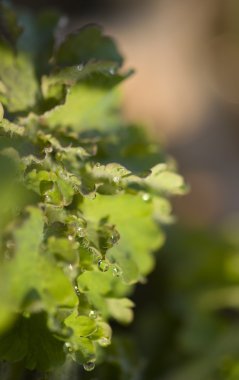 Chelidonium majus