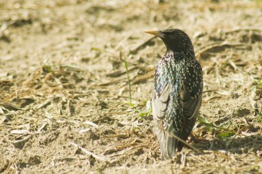 Sturnus vulgaris