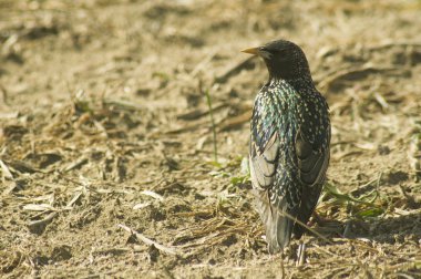 Sturnus vulgaris