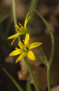 Gagea lutea