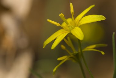 Gagea lutea