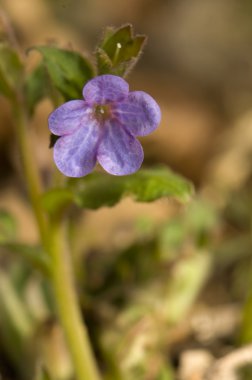 Pulmonaria obscura