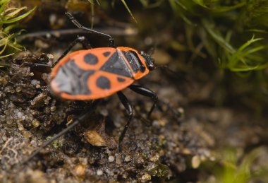 Pyrrhocoris apterus