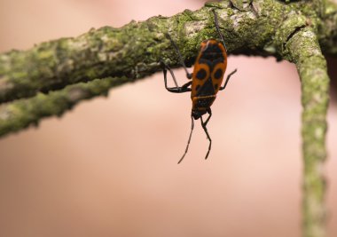 Pyrrhocoris apterus