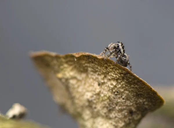 Salticus - hyppäävä hämähäkki — kuvapankkivalokuva