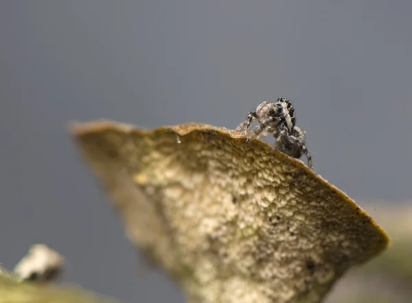 stock image Salticus - jumping spider