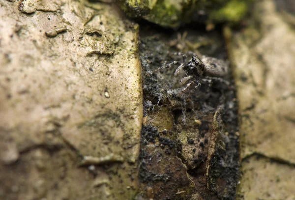 stock image Salticus - jumping spider