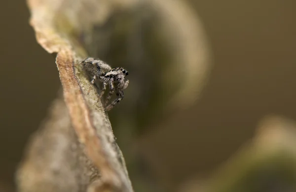 Salticus - aranha saltitante — Fotografia de Stock