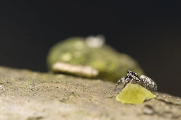 Salticus - atlama örümcek — Stok fotoğraf