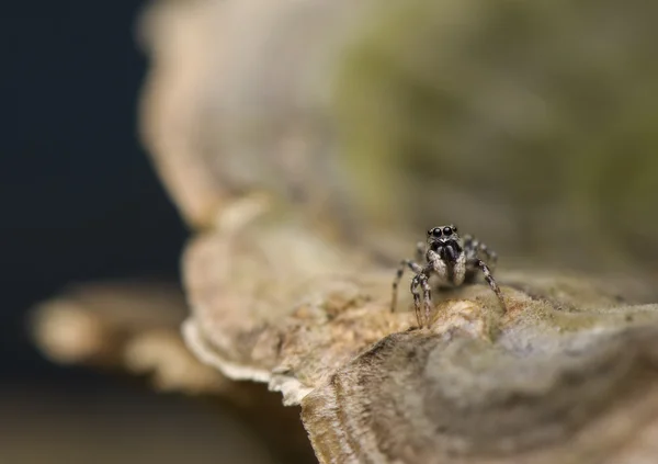 Salticus - стрибки павук д — стокове фото