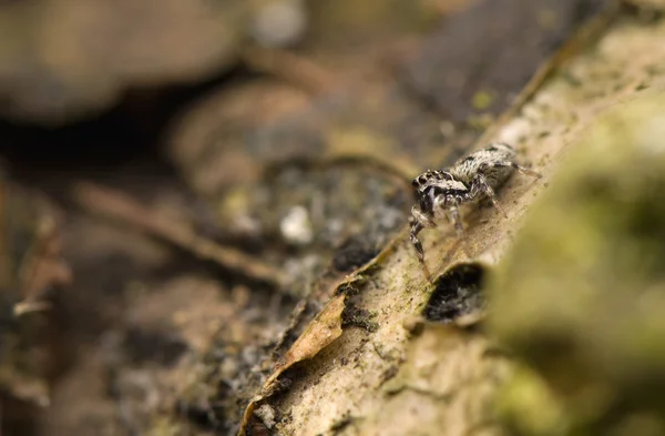 Salticus - pająk skoków — Zdjęcie stockowe
