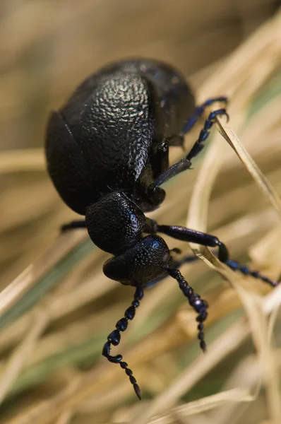 Meloe - escarabajo — Foto de Stock