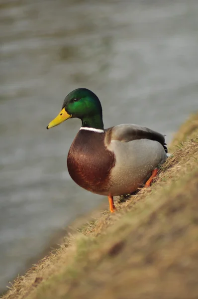 stock image Mallard duck